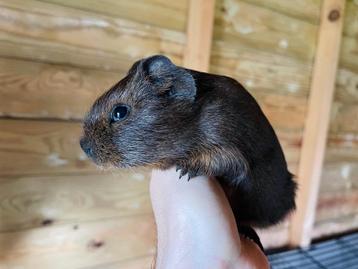 Cavia beertje beschikbaar voor biedingen