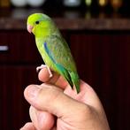 Jonge mannelijke parkiet Celeste EAM! Forpus coelestis, Dieren en Toebehoren, Mannelijk, Tam