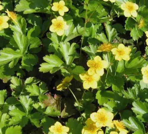 goudaarbei in grote bakjes, Jardin & Terrasse, Plantes | Jardin, Plante fixe, Couvre-sol, Mi-ombre, Enlèvement