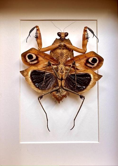 Prachtige Mantis Deroplatys Dessicata uit Maleisië onder fra, Verzamelen, Dierenverzamelingen, Nieuw, Opgezet dier, Insect, Ophalen of Verzenden