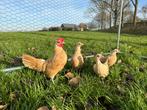 Jonge tamme Sebright kriel kippen gesekst & ingeënt, Animaux & Accessoires, Femelle, Poule ou poulet