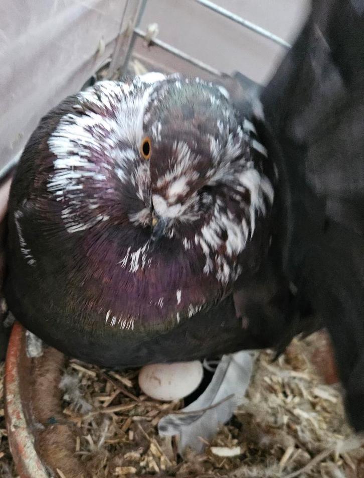 Pure race fantail exposition 2025 ils couvent voir photos, Dieren en Toebehoren, Pluimvee, Overige soorten, Meerdere dieren