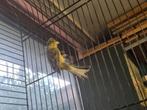 Couple de canaris münchener, Dieren en Toebehoren