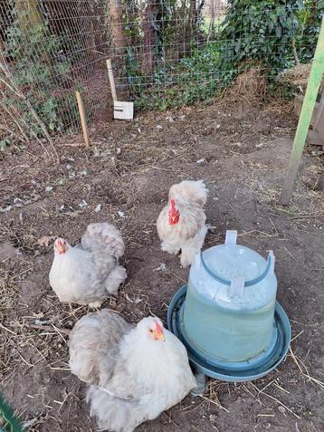Broedeieren cochin kriel bobtail