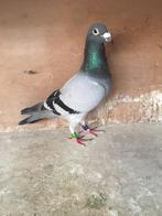 Mooie blauwe duiver voor de zware halve fond, Dieren en Toebehoren, Vogels | Duiven