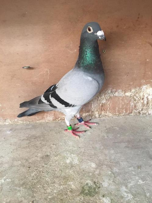 Mooie blauwe duiver voor de zware halve fond, Dieren en Toebehoren, Vogels | Duiven