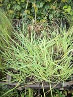 Hartjesgras of Briza Media, Tuin en Terras, Planten | Tuinplanten, Ophalen, Volle zon, Vaste plant, Siergrassen