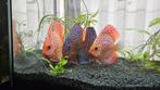 Discussen. Pigeonblood en turquoise ca14cm, Dieren en Toebehoren, Vissen | Aquariumvissen, Vis, Zoetwatervis, Schoolvis