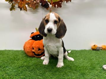 Beagle pups beschikbaar voor biedingen