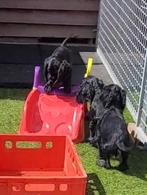 Engelse cocker pups 1reutje nog beschikbaar leven in huis, Dieren en Toebehoren, Honden | Retrievers, Spaniëls en Waterhonden