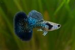 Green Dragon guppy, Dieren en Toebehoren, Vis, Zoetwatervis