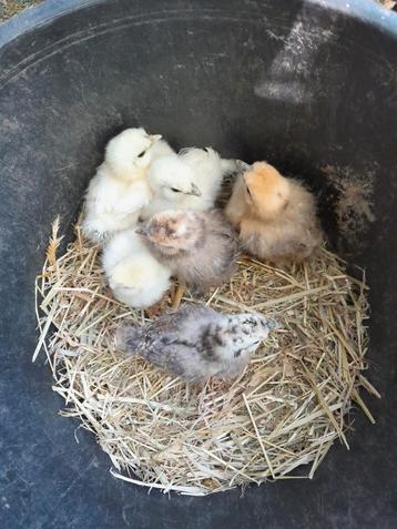Zijdehoender kuikens, Sexe inconnu, Poule ou poulet