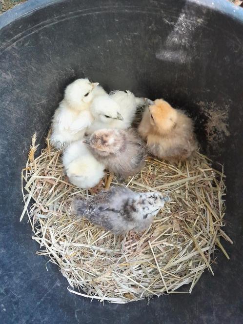 Zijdehoender kuikens, Dieren en Toebehoren, Pluimvee, Kip, Geslacht onbekend