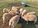 Dekram Rouge de l'ouest, Dieren en Toebehoren, Schapen, Geiten en Varkens