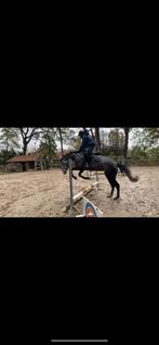 verzorgpaard/halve stal gezocht, Animaux & Accessoires, Chevaux, Cheval de saut