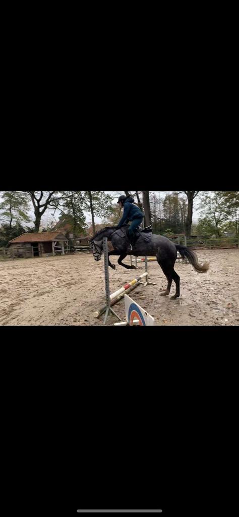 verzorgpaard/halve stal gezocht, Dieren en Toebehoren, Paarden, Springpaard