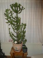 Très grand cactus - Euphorbe, Huis en Inrichting, Kamerplanten, Ophalen, Halfschaduw, 150 tot 200 cm, Groene kamerplant