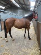 Draagmerrie, Merrie, Gechipt, 7 tot 10 jaar, 160 tot 165 cm