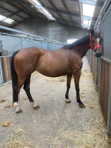 Draagmerrie, 160 à 165 cm, Vermifugé, Non dressé, Jument