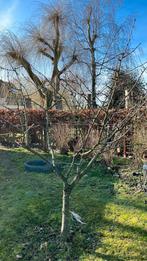 Kersenboom geel rood, Tuin en Terras, Ophalen