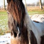 verzorgpaard, Dieren en Toebehoren, Paarden, Minder dan 160 cm, Met stamboom, Ruin, Zadelmak