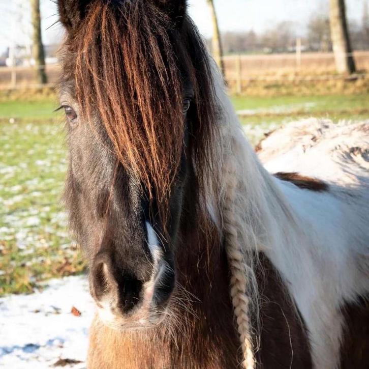 verzorgpaard, Dieren en Toebehoren, Paarden, Ruin, Zadelmak, Minder dan 160 cm, 11 jaar of ouder, Recreatiepaard, Met stamboom
