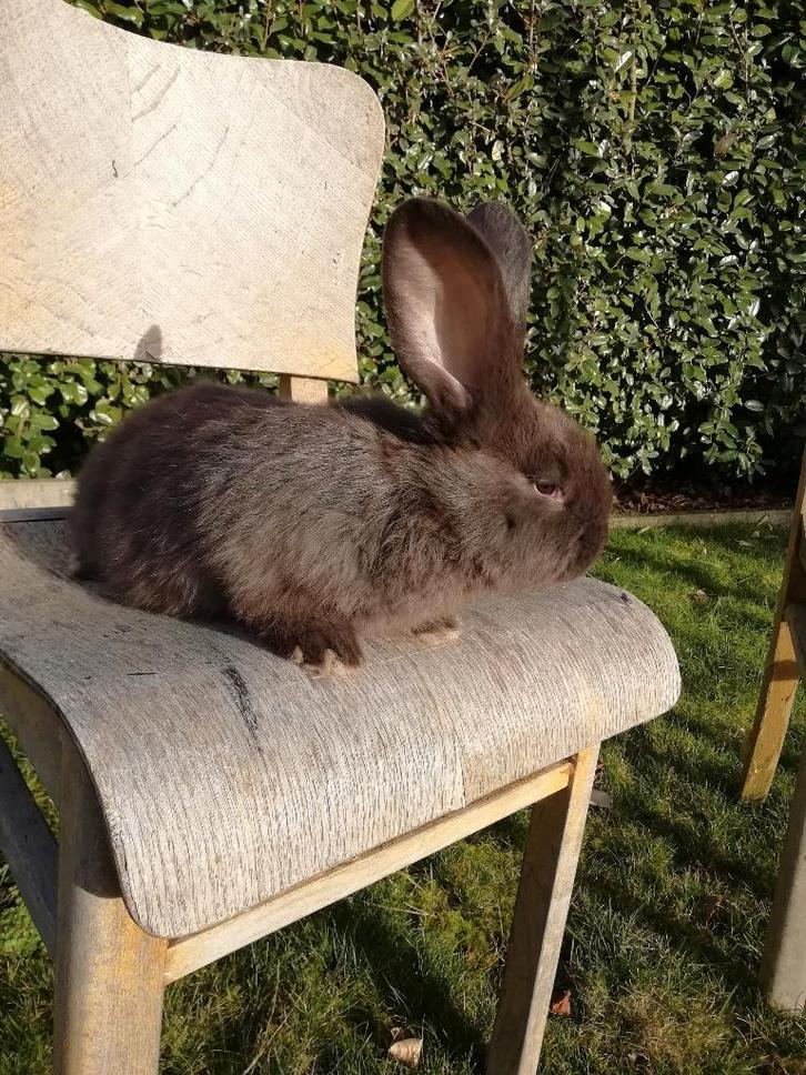 Konijnen raszuivere Duitse reuzen, Dieren en Toebehoren, Konijnen