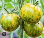 Verschillende soorten Bio tomatenplanten, Tuin en Terras, Planten | Tuinplanten, Ophalen
