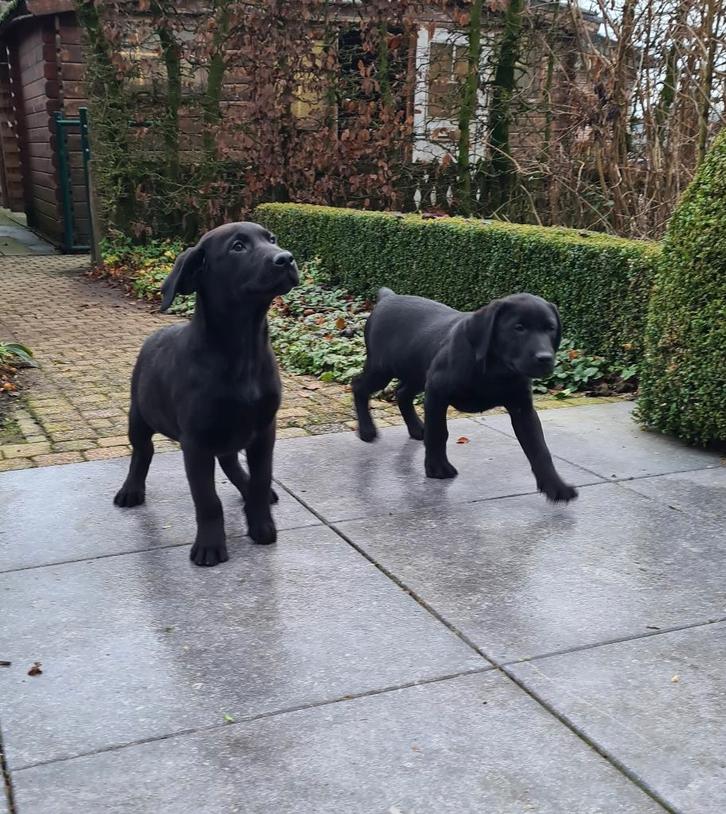 chiots labrador, Animaux & Accessoires, Chiens | Retrievers, Épagneuls & Chiens d'eau, Chien (mâle), Labrador retriever, Éleveur | Professionnel