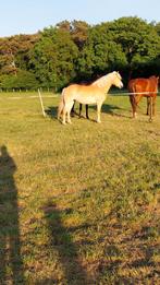 Verzorgpaard  4j, Dieren en Toebehoren, Paarden