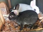 Dwergkonijnen, Dieren en Toebehoren, Meerdere dieren, Dwerg