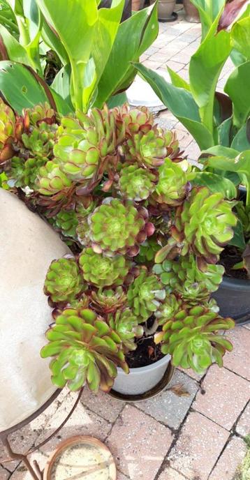 aeonium verschillende beschikbaar voor biedingen