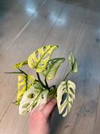 Monstera Adansonii Swedish Ghost, Huis en Inrichting, Kamerplanten, Ophalen of Verzenden