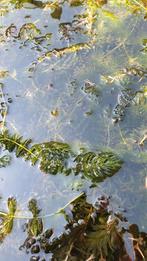 Zuurstofplanten voor de vijver. EMMER VOL., Tuin en Terras, Ophalen