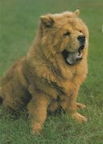 CHOW-CHOW, Verzamelen, Postkaarten | Dieren, Verzenden, Ongelopen, Hond of Kat