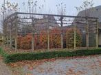 Beukhaag zuilen, Tuin en Terras, Ophalen, Beukenhaag, Haag, 100 tot 250 cm