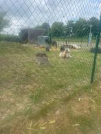 geiten, Februari, Meerdere dieren