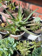 Aloe arborscens vetplant, Huis en Inrichting, Kamerplanten, Ophalen, Vetplant, Minder dan 100 cm, Volle zon