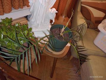 PHILODENDRON TORTUM plante verte intérieur décoration beschikbaar voor biedingen