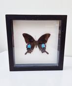 Vlinder Papilio Paris in zwart vintage kadertje, Verzamelen, Ophalen of Verzenden, Gebruikt