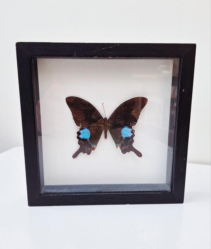 Vlinder Papilio Paris in zwart vintage kadertje, Verzamelen, Dierenverzamelingen, Gebruikt, Ophalen of Verzenden