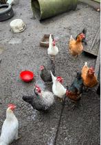 8 kippen te koop!, Poule ou poulet