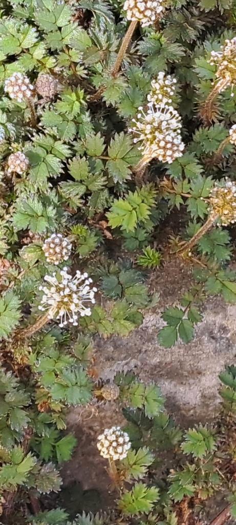 Stekelnootje = Latijnse benamingen = Acaena magellanica, Tuin en Terras, Planten | Tuinplanten, Bodembedekkers, Ophalen