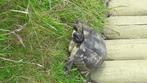 Landschildpadden (koppel), Dieren en Toebehoren, Reptielen en Amfibieën, Schildpad, Tam, 11 jaar of ouder