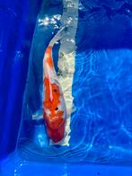 Japanese Ginrin Sanke koi 25 cm, Karper of Koi