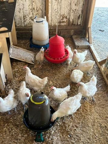 Poule de bresse 3 maand oud beschikbaar voor biedingen