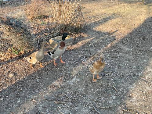 Broedeieren loopeenden wildkleur, Dieren en Toebehoren, Pluimvee
