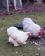 Cochin kriel hen, Femelle, Poule ou poulet