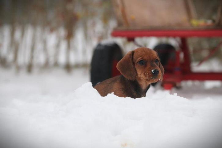 Chiots teckel à poil dur, avec pedigree de santé, Animaux & Accessoires, Chiens | Teckels & Bassets, Plusieurs animaux, Poils durs