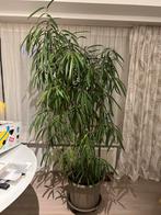 Ficus +_ 150 cm, Enlèvement, Ficus